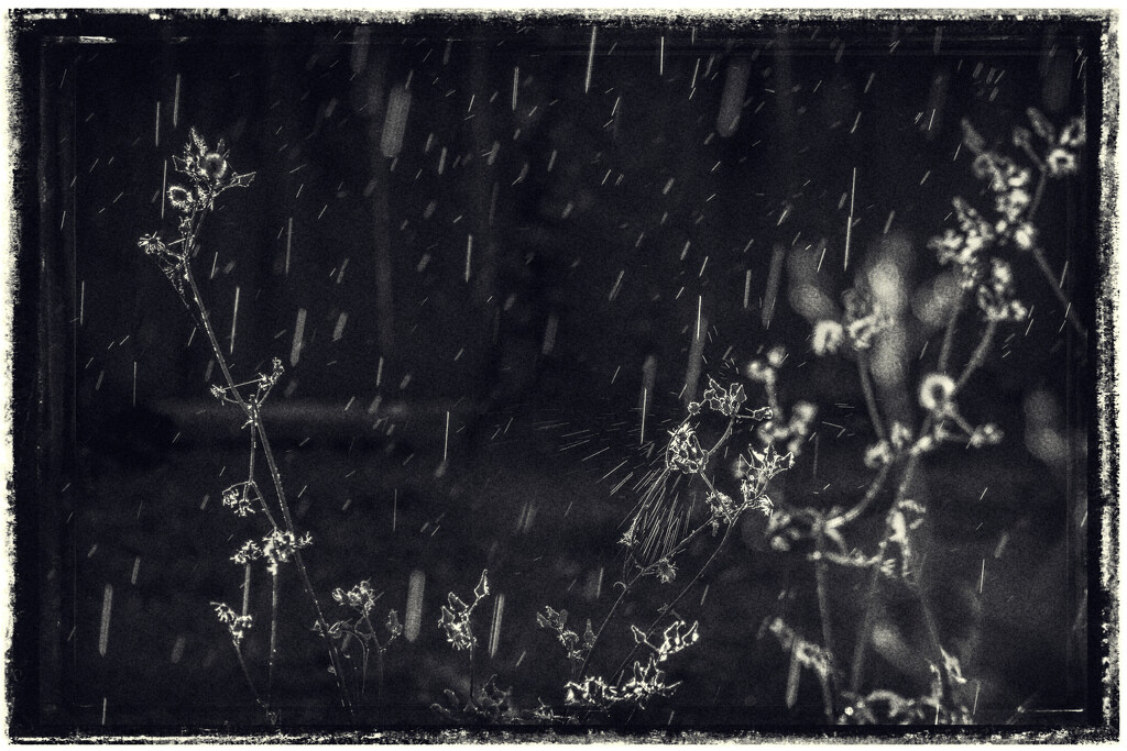 Backlit Rain by nickspicsnz