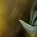 Daffodil Sprout by tina_mac