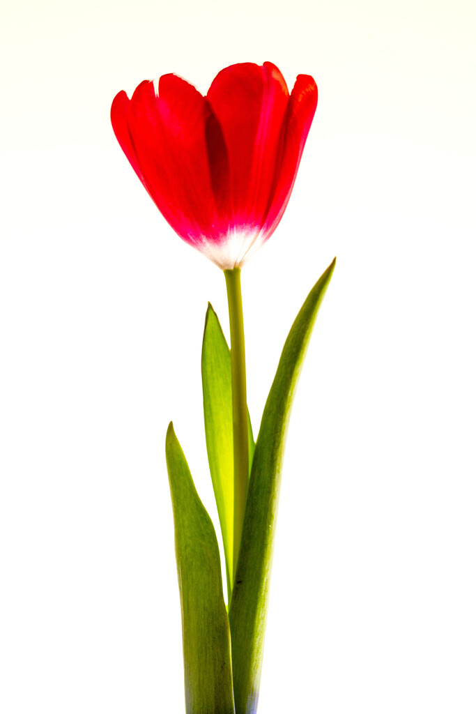 Tulip  by jnr