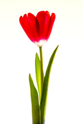 26th Jan 2024 - Tulip 