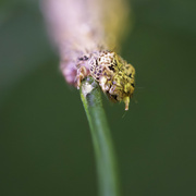 27th Jan 2024 - Garden Bugs Count - 27