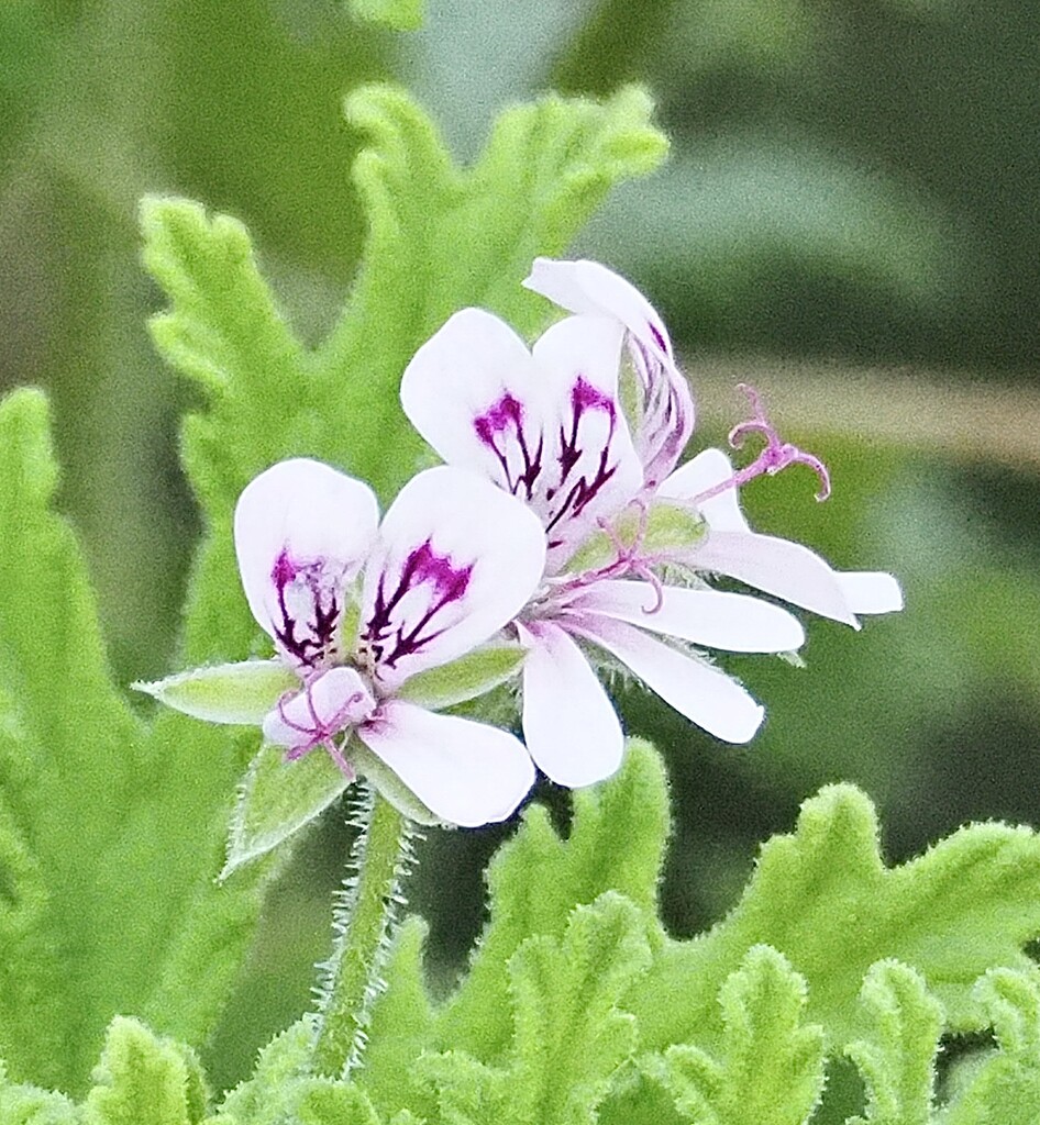 Geranium flower so small by Dawn