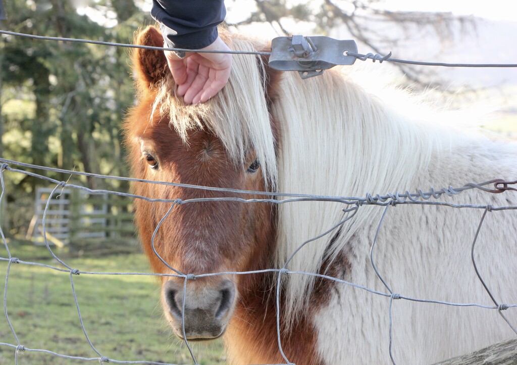 Shetland Pony by jamibann