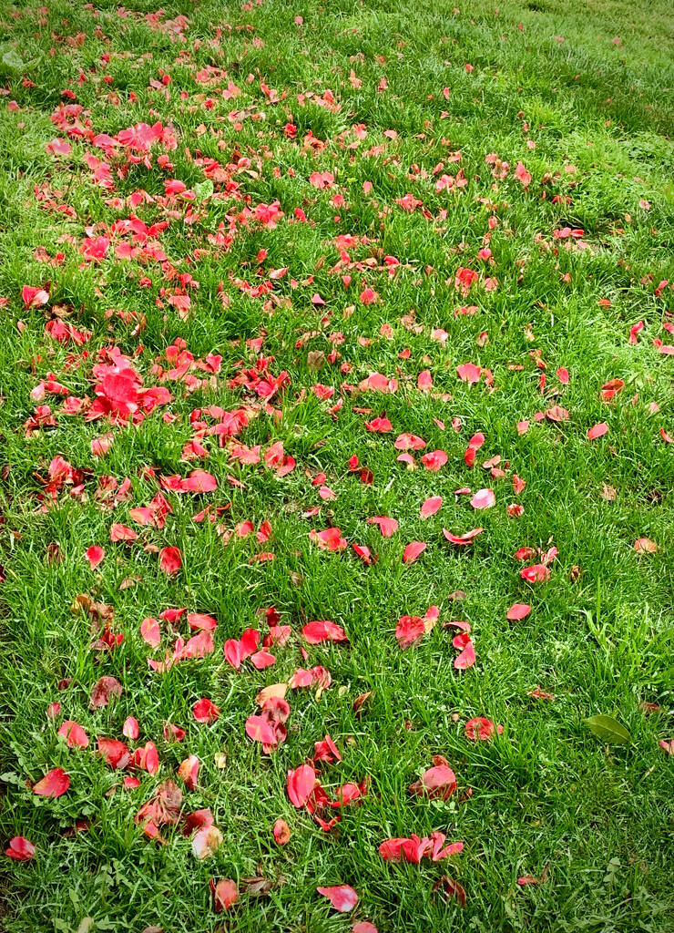 Camelias Shedding by ososki