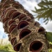 Banksia by 365projectorgmissdeb