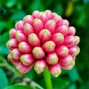 26th Jan 2024 - Calliandra haematocephala, or the red powder puff. Closeup of tiny buds. 