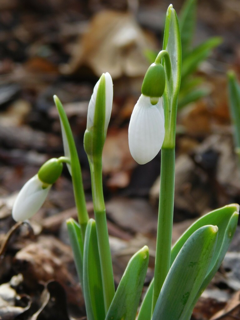 More Snowdrops by 365anne