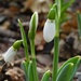 More Snowdrops by 365anne