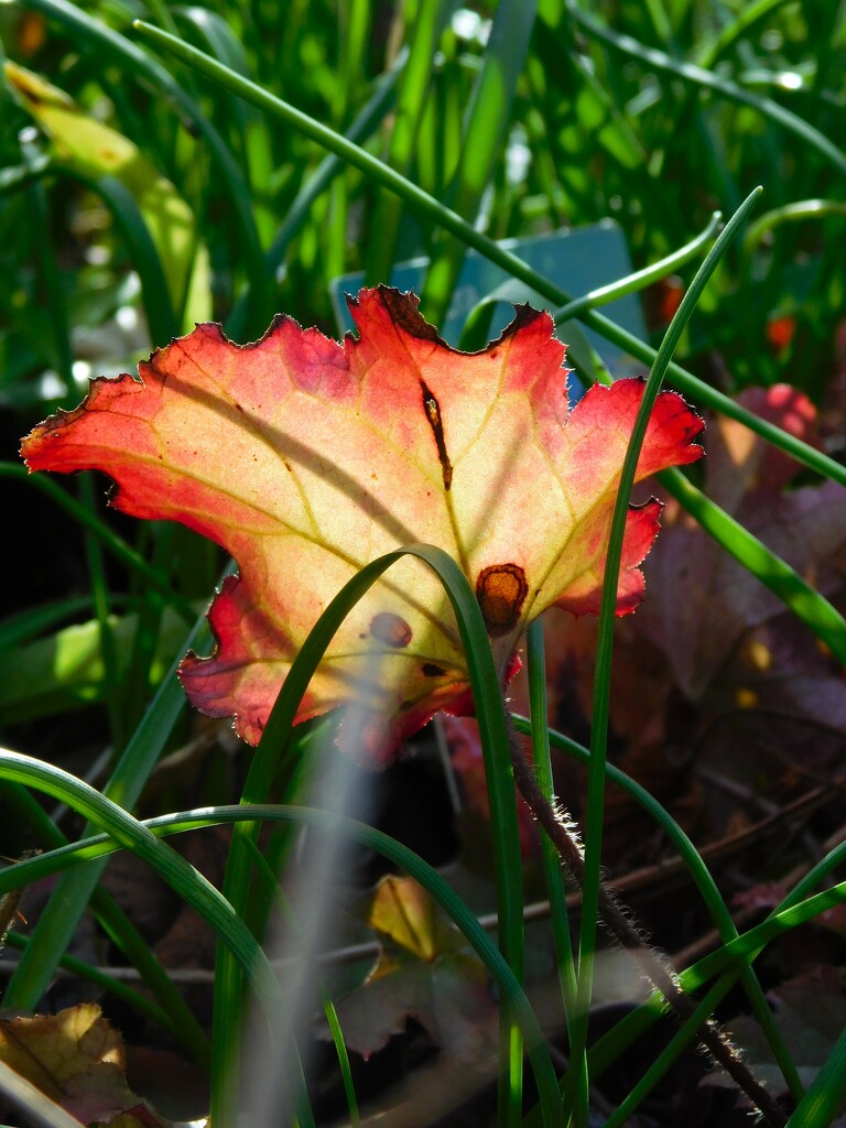Backlit leaf by 365anne