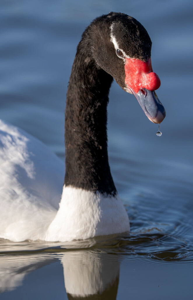 Black-necked Swan by clifford