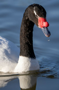 27th Jan 2024 - Black-necked Swan