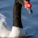 Black-necked Swan by clifford