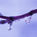 A Bit of Drippy Ice by juliedduncan