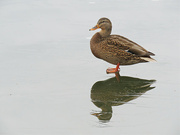 27th Jan 2024 - Female Mallard Duck On Ice