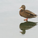 Female Mallard Duck On Ice by seattlite