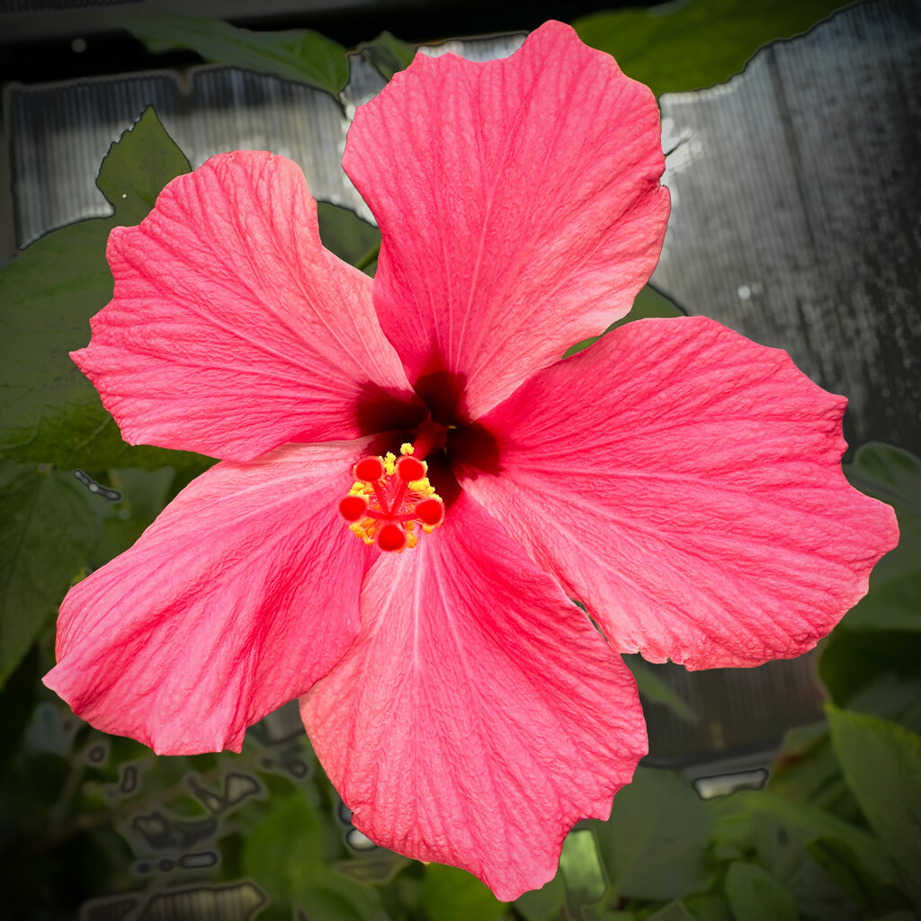 Hibiscus by shutterbug49