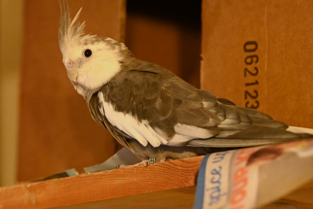 Boobear the 27 Year Old Cockatiel is a Patient Subject by peachfront