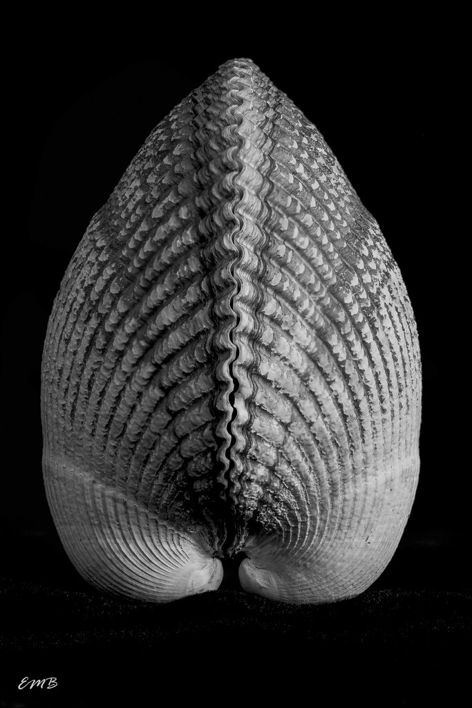 Mollusk by theredcamera