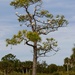 LHG_4743 IBIS Tree  by rontu