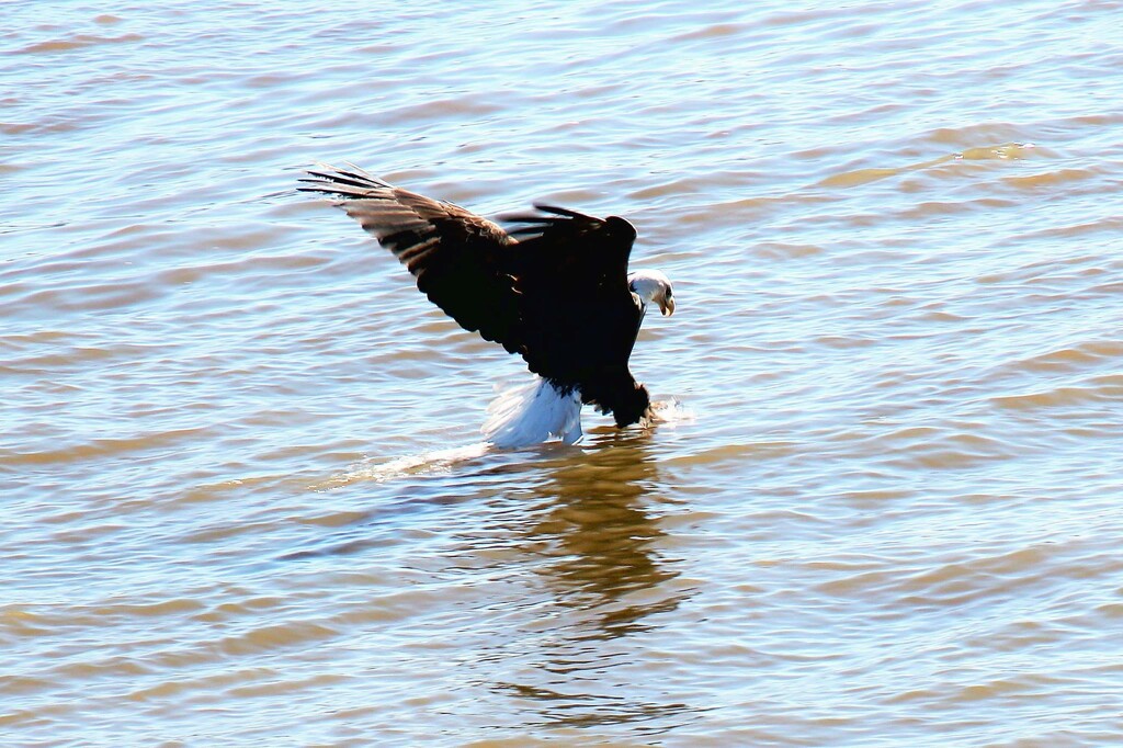 Bald Eagle Fishing by randy23