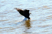 24th Jan 2024 - Bald Eagle Fishing