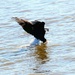 Bald Eagle Fishing by randy23