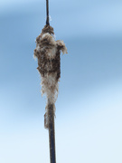 27th Jan 2024 - cattail