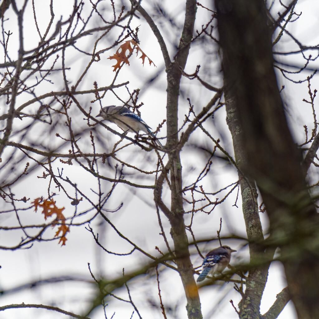blue jays in a tree by rminer