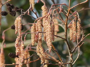 25th Jan 2024 - Catkins in the Sunshine