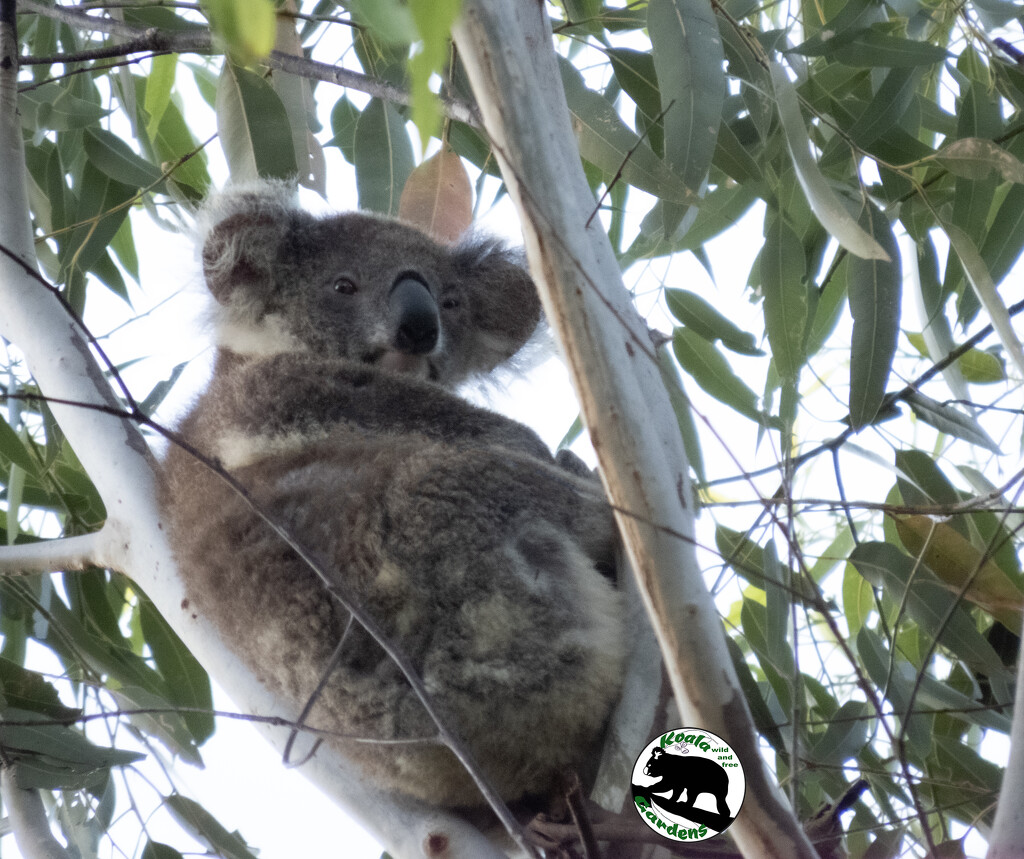 is Bonnie winking? by koalagardens