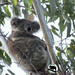 is Bonnie winking? by koalagardens