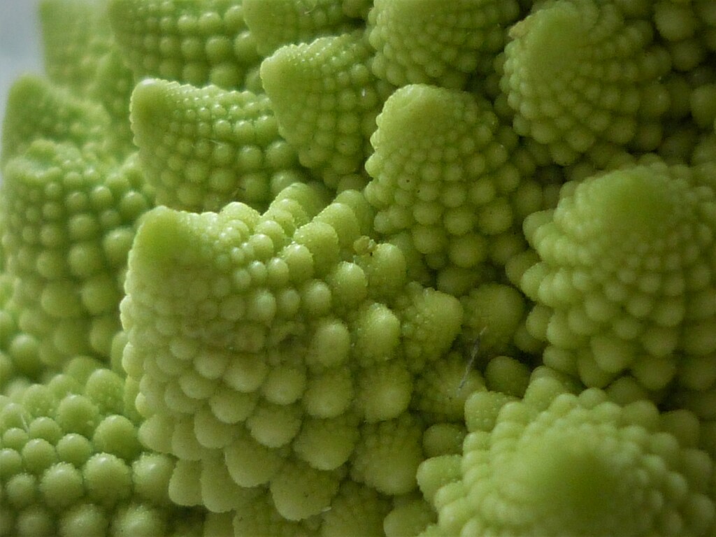 Romanesco  by countrylassie