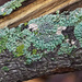 Lichen Detail by gardencat