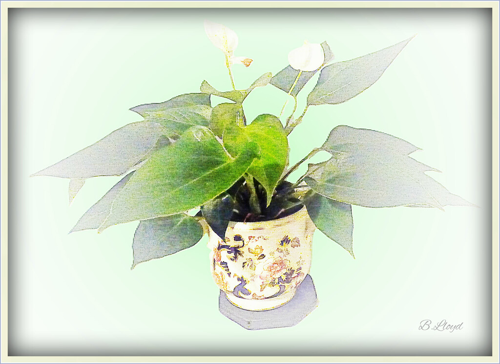 Small Anthurium  by beryl