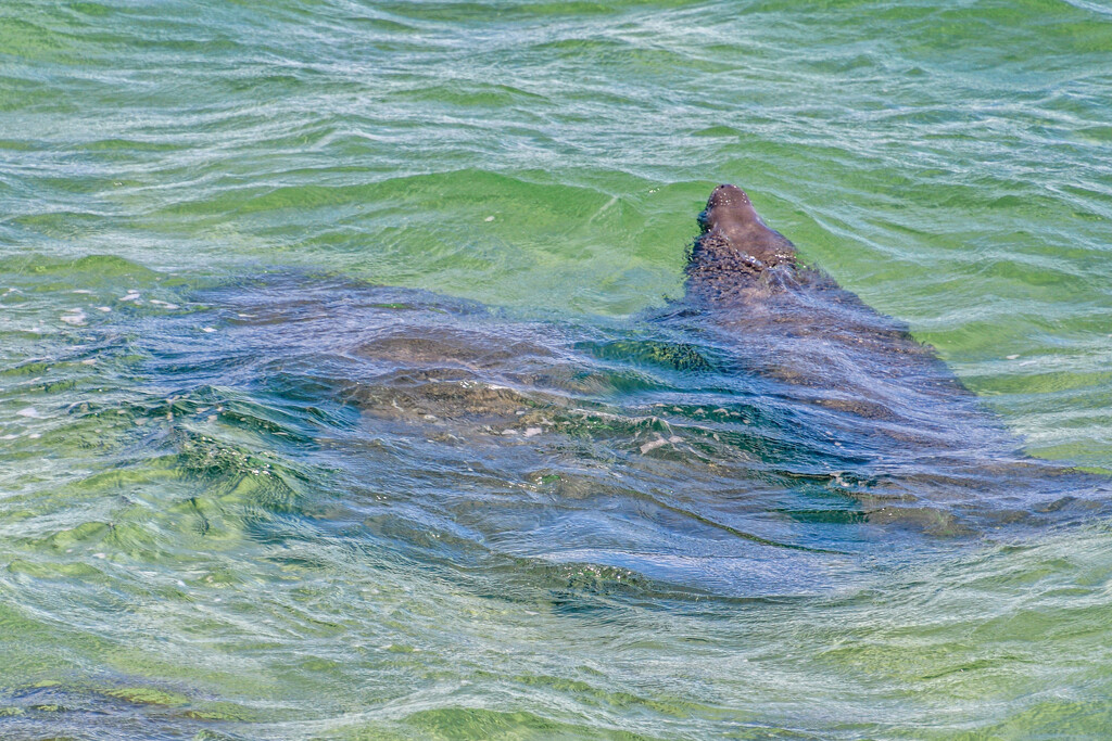 Manatees by danette