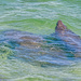 Manatees by danette