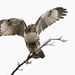 Red-Tailed Hawk by fayefaye