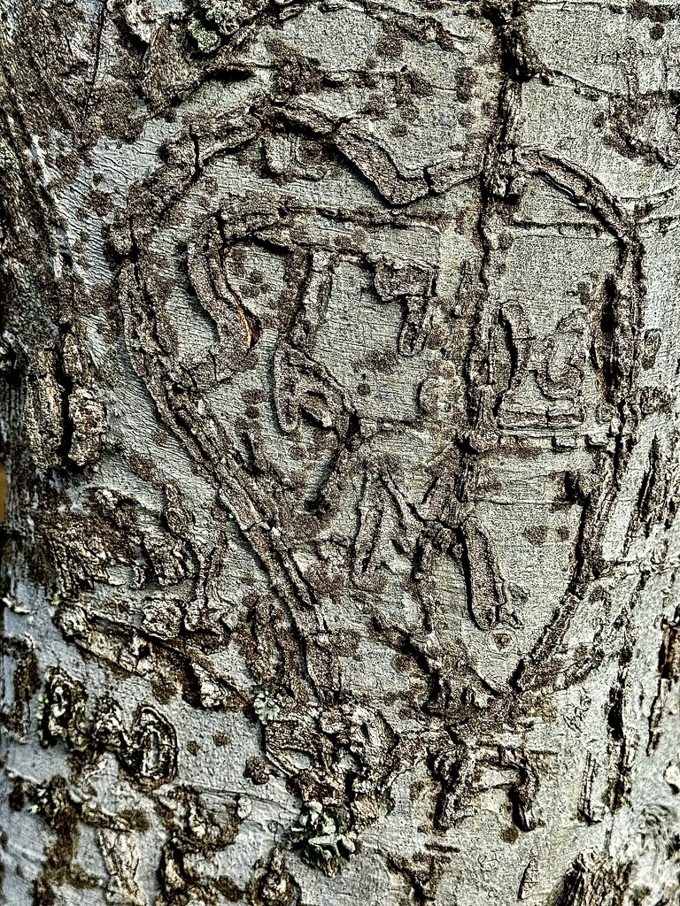 This tree has seen a lot of carved initials by congaree