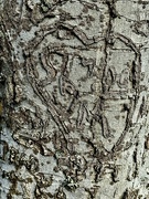 27th Jan 2024 - This tree has seen a lot of carved initials