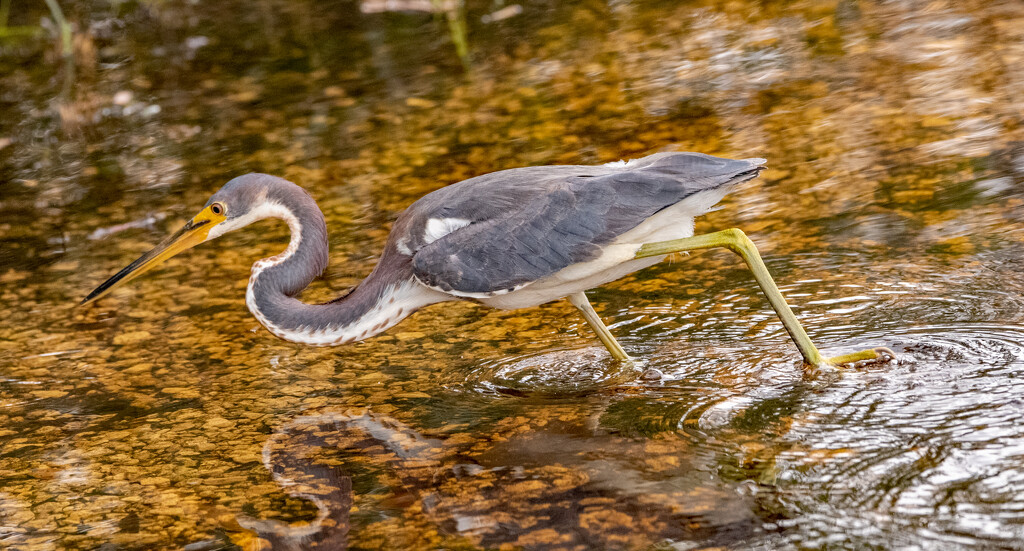 Tri-Colored Heron After a Snack! by rickster549