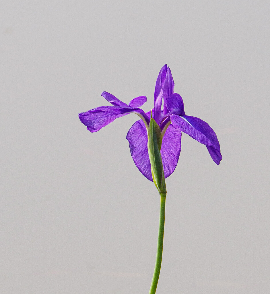 Purple Flower by ianjb21