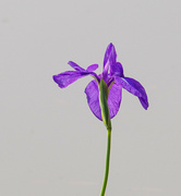 1st Dec 2023 - Purple Flower