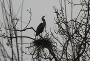 27th Jan 2024 - Great blue heron