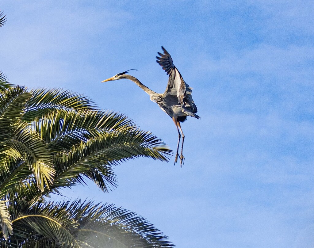 Blue Heron Coming in Hot     by DAVE by peekysweets