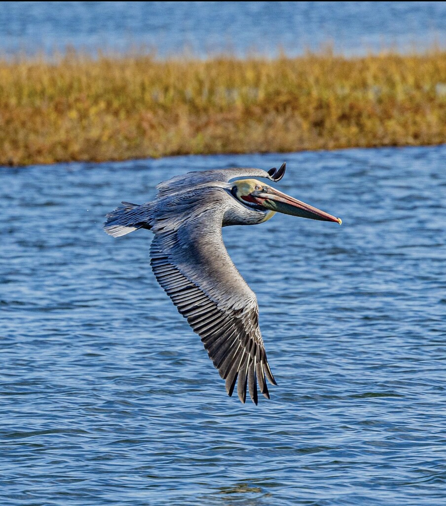 Pelican flying over the Bolsa Chica Wildlife Preserve   by DAVE by peekysweets