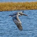 Pelican flying over the Bolsa Chica Wildlife Preserve   by DAVE by peekysweets