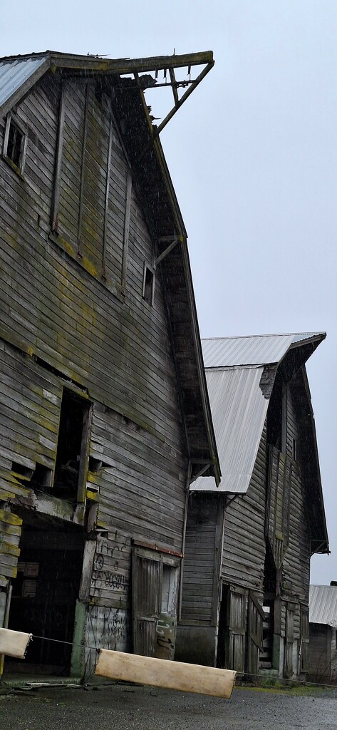 Double Barns-- Kent, Washington  by 912greens