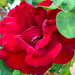 One Red Rose by gardenfolk