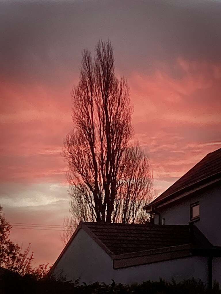 Tree and Sunrise from my window by allsop