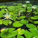 Waterlilies by 365projectorgmissdeb